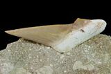 Otodus Shark Tooth Fossil in Rock - Eocene #135833-3
